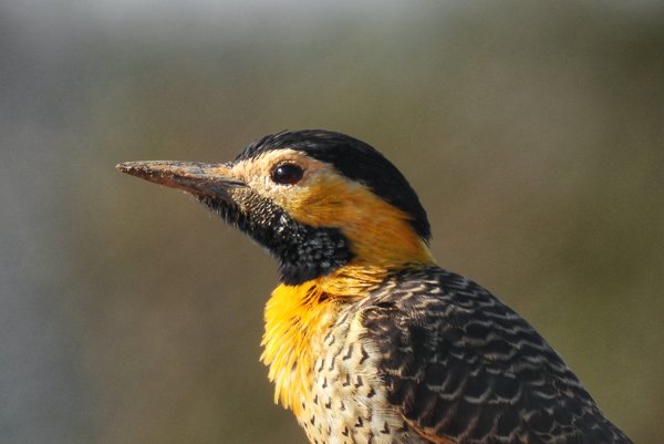 Campo flicker in de Serra de Canastra, Brazilië